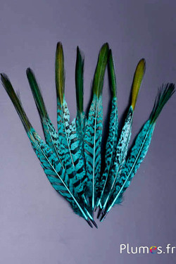 Fasan Lady Amherst - 20-23 cm - jade-noir